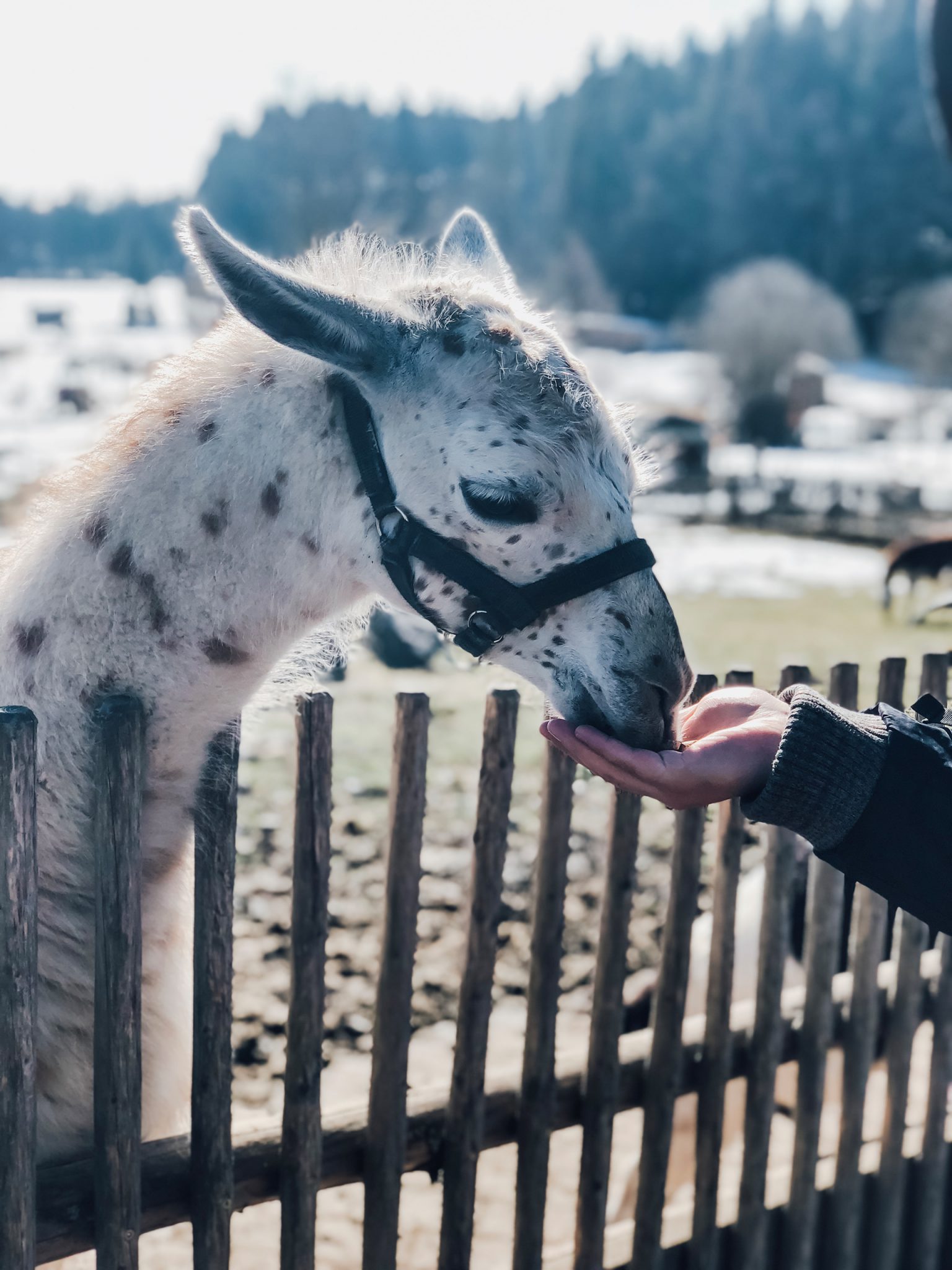 Bergtierpark Blindham in Aying bei München - Streichelzoo, Indoor- und Outdoorspielplätze und Naturerlebnispfad Mama Blog München 7