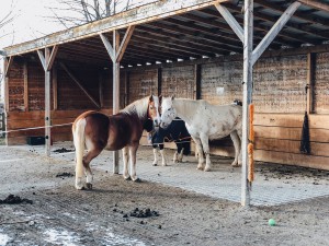 Kinder- und Jugendfarm Neuaubing - Spielplatz und Streichelzoo - München mit Kind - Ausflugstipps für Familien 3